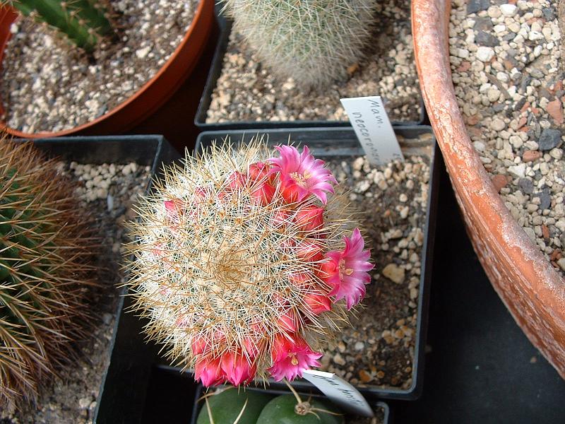 Mammillaria neocoronaria_1.JPG